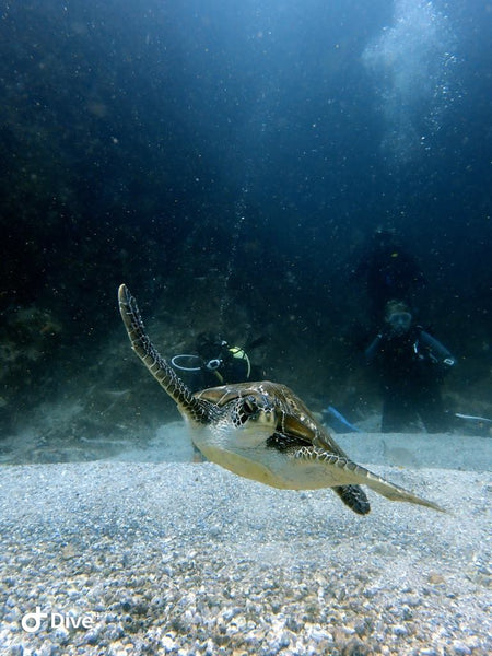 /blogs/news/diving-into-paradise-frog-dive-s-unforgettable-weekend-at-south-west-rocks