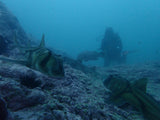 Private Guided Shore Dive