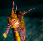 seahorse frog dive 1