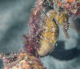 seahorse frog dive 3