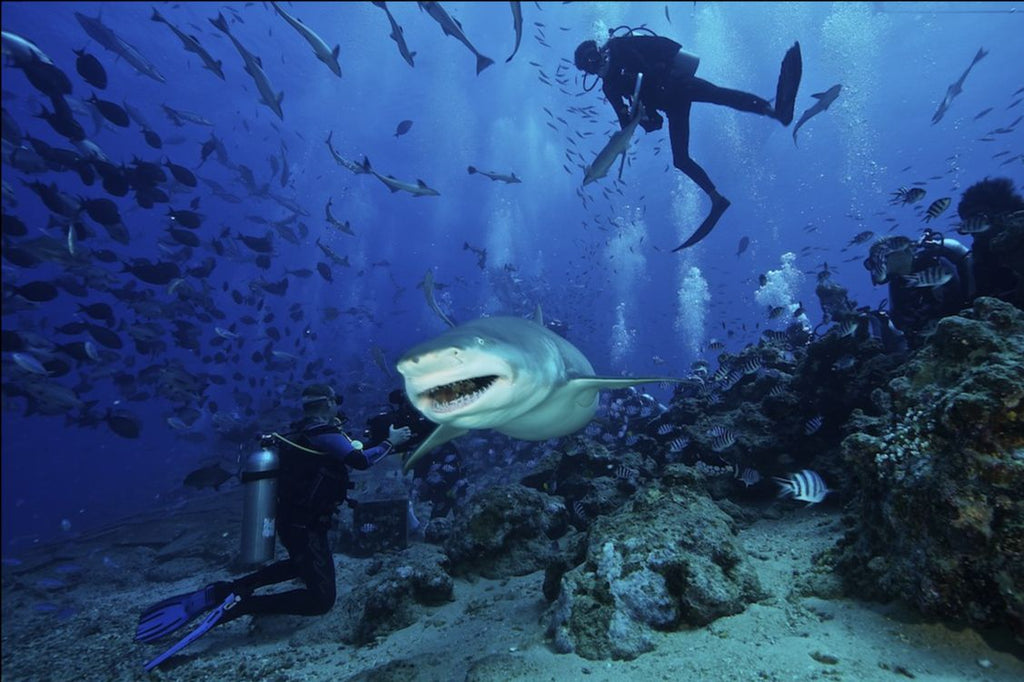Snorkel Set or Scuba Kit? Which Is Best for Scuba Diving