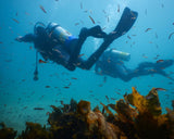 PADI Open Water Diver - Learn How to Dive: Private Premium