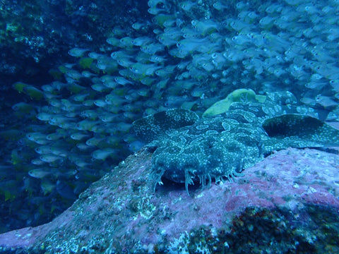 ocean creatures frog dive 