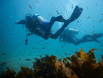 PADI Open Water Diver - Learn How to Dive: Full Time - Frog Dive