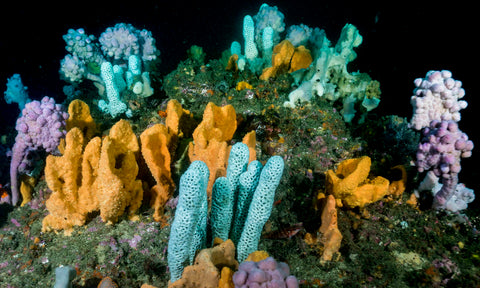 Pool Discover Scuba Diving Experience