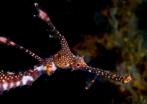 Pool Discover Scuba Diving Experience