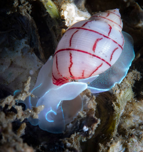 Pool Discover Scuba Diving Experience