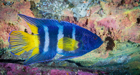 Pool Discover Scuba Diving Experience