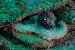 PADI Underwater Digital Photography Course