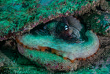 ONLINE TRAINING: PADI Underwater Digital Photography Course