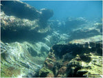 Manly Dive site #test2 - Frog Dive