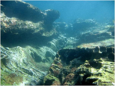 Manly Dive site #test2 - Frog Dive