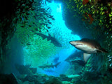 fish rock cave aquarium