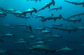 fish in the sea