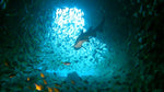 fish rock cave aquarium frog dive