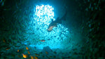 fish rock cave aquarium frog dive